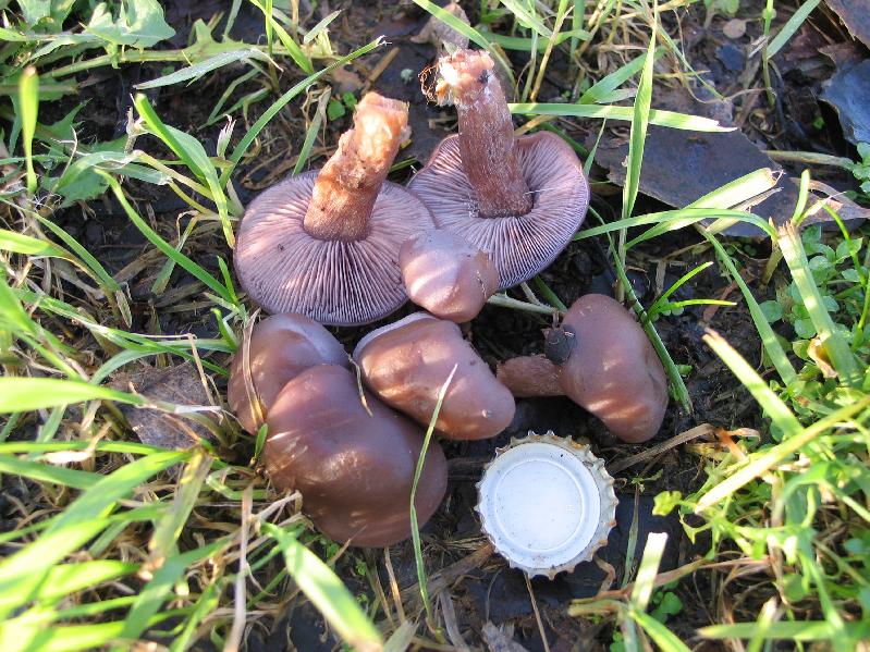 lepista nuda o sordida?